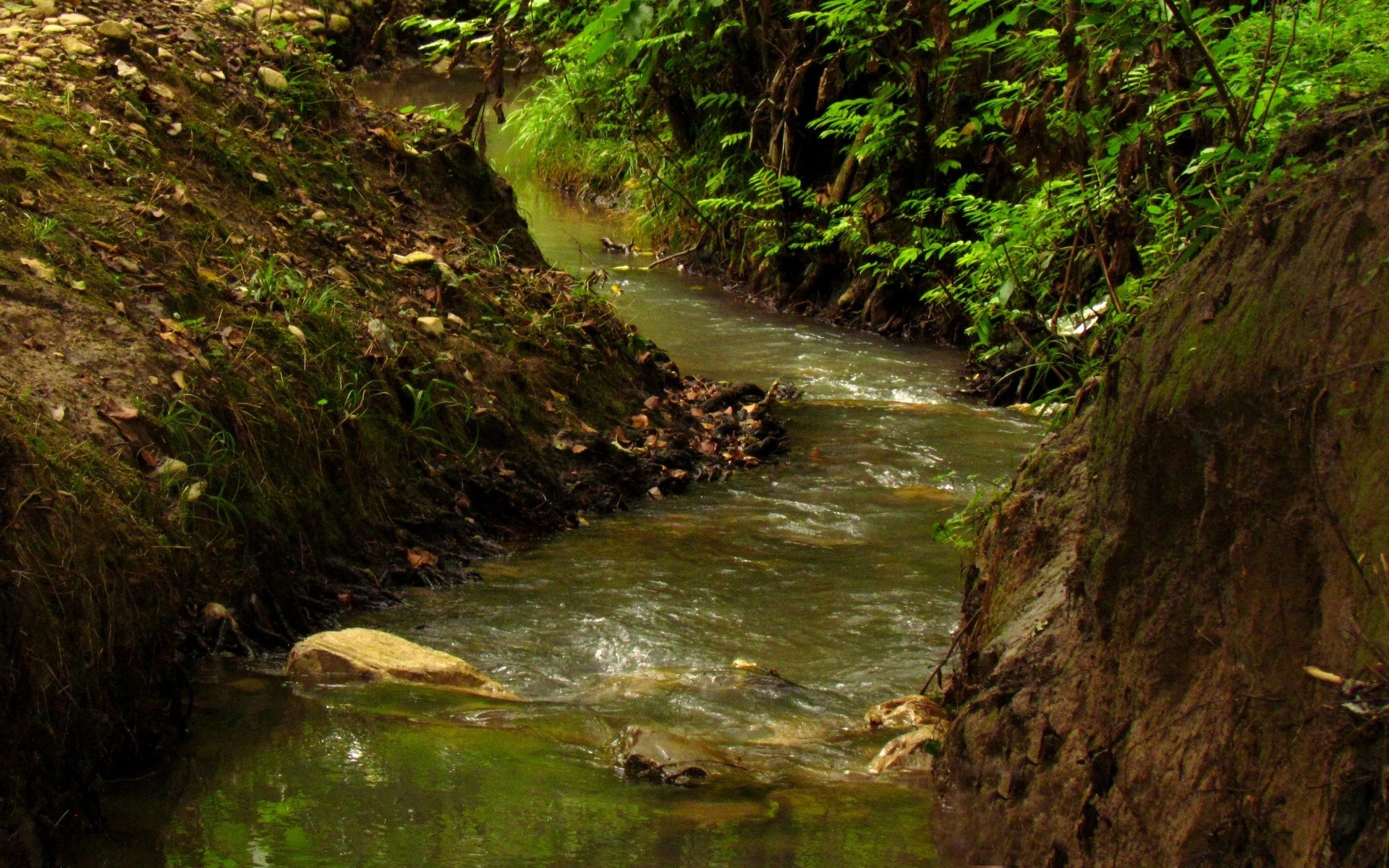 rivières étangs et ruisseaux étangs et ruisseaux eau rivière ruisseau nature cascade bois mousse à l extérieur voyage feuille paysage ruisseau rock automne humide ruisseau montagne