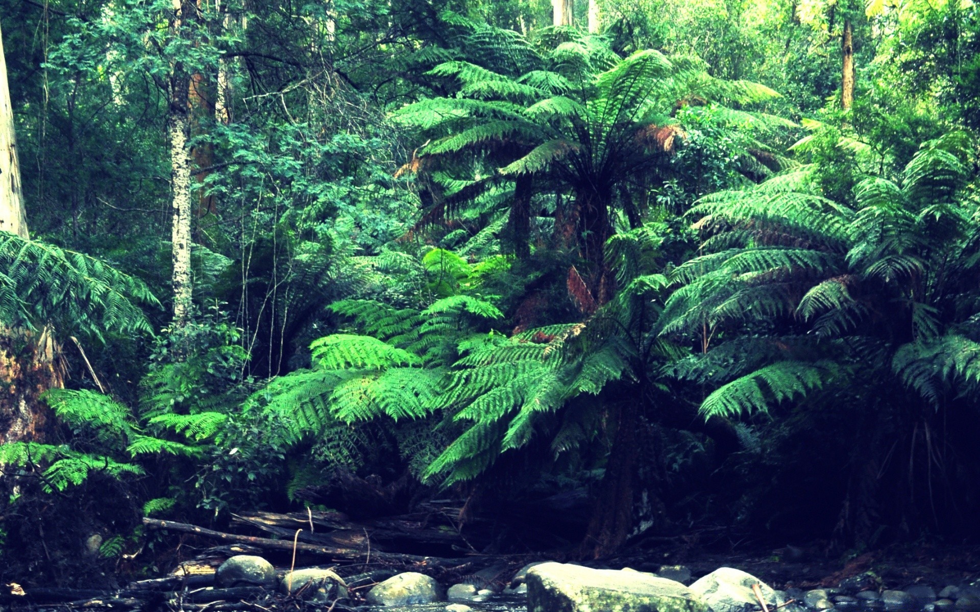 fiumi stagni e torrenti stagni e torrenti fern legno foresta pluviale natura foglia albero flora lussureggiante tropicale giungla paesaggio acqua estate ambiente parco viaggi selvaggio all aperto muschio