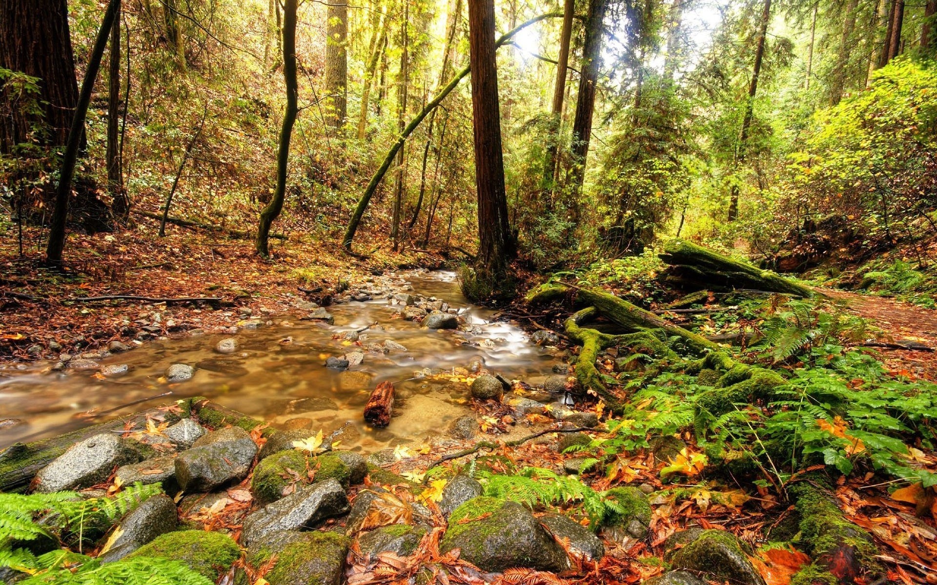 rivers ponds and streams wood nature tree leaf landscape moss outdoors environment water stream fall river park scenic travel flora lush creek wild