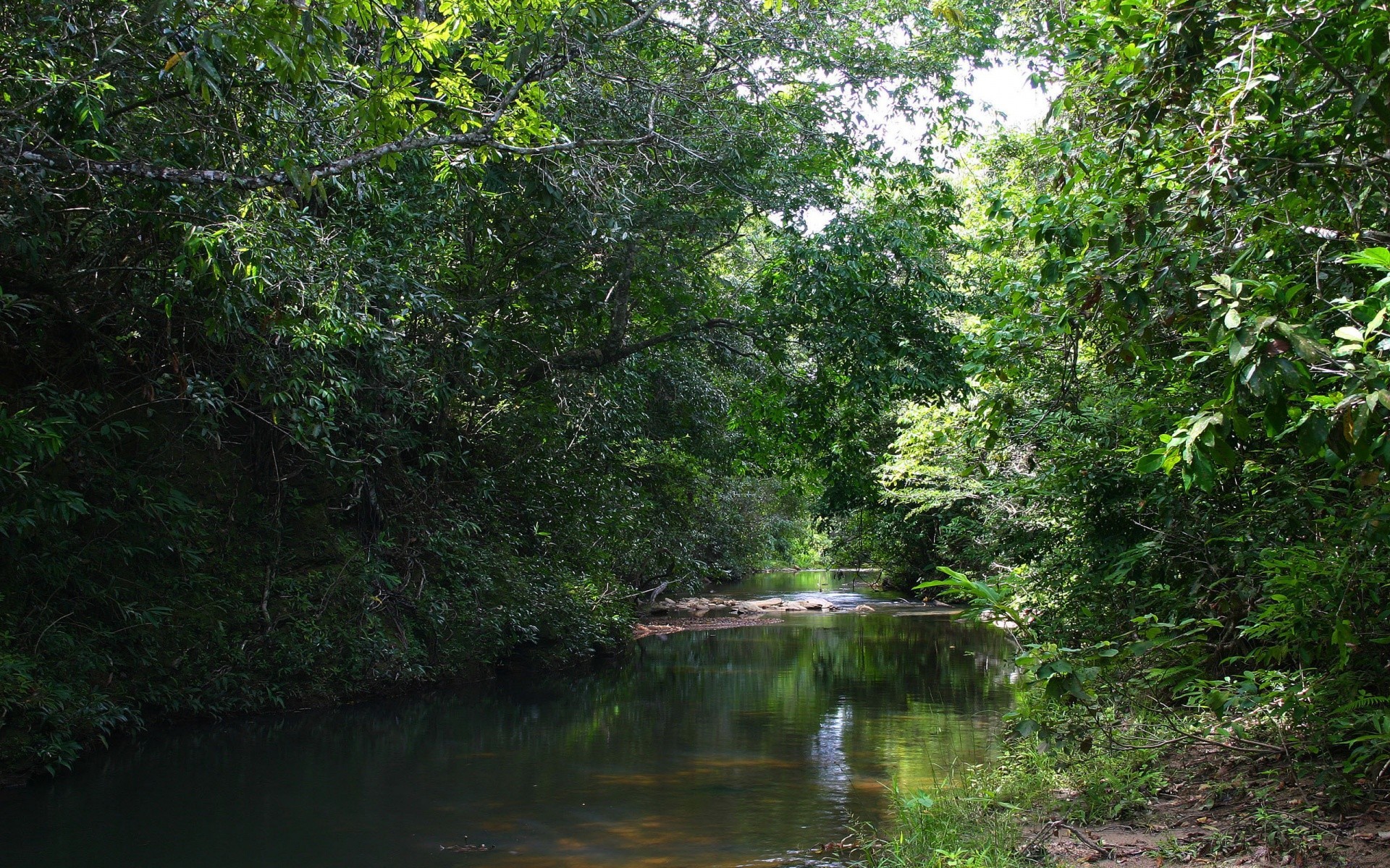 ríos estanques y arroyos estanques y arroyos agua paisaje madera naturaleza río árbol hoja medio ambiente verano al aire libre pintoresco parque viajes exuberante flora lago selva tropical reflexión