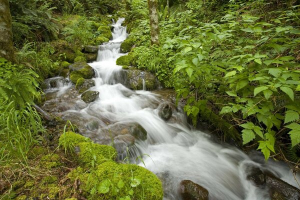 Cascada rocosa en el bosque verde