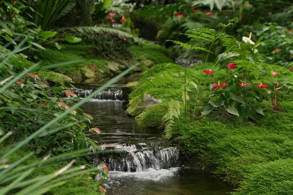 Ruisseau murmurant parmi les fleurs rouges