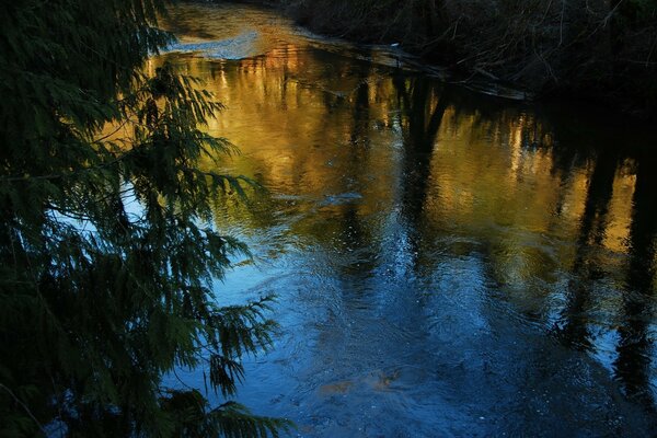 Laufender Bach im Wald