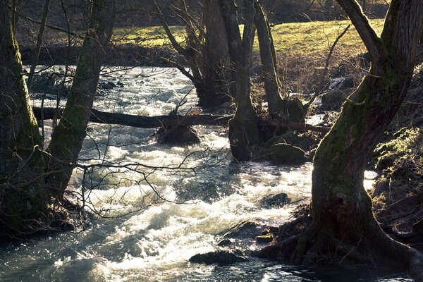 A stormy river flows among the trees