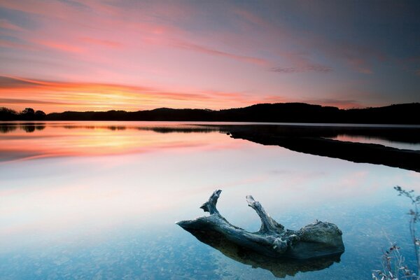 A snag in the middle of a clear lake