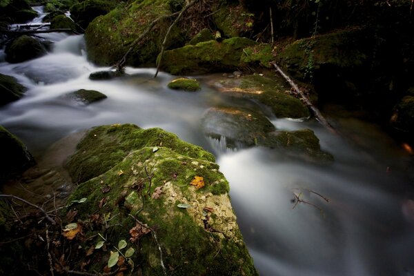 The white foam of a dark river flows over moss-covered rocks