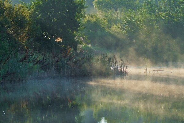 The dawn is early in the rays among the trees