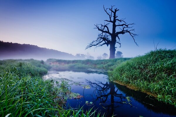 A lonely tree by the water in the fog