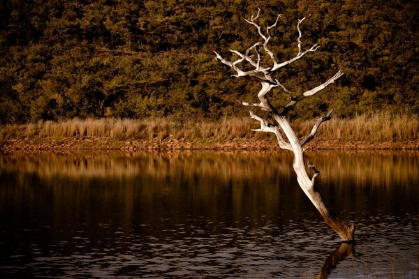 Árbol seco en el río junto al bosque