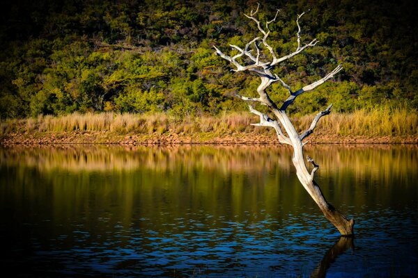 A dead tree in the river near the forest