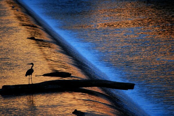 A lonely heron at sunset on a sunny day