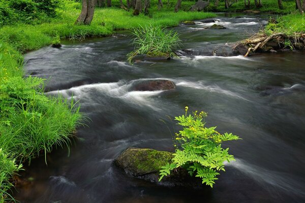 Grass grows on rocks in the middle of a fast river