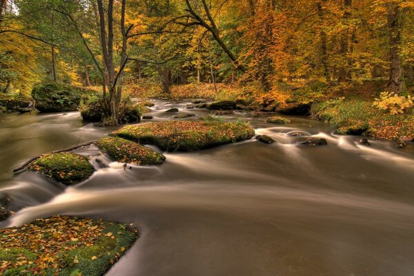 Herbstwald im goldenen Laub