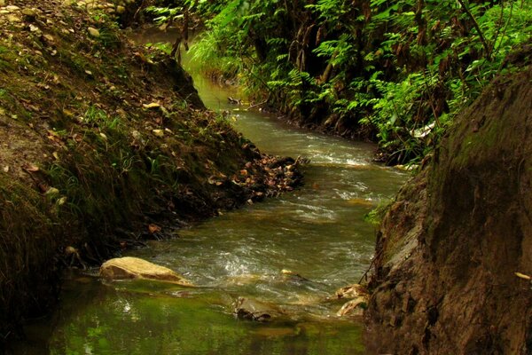 Ein Fluss im Wald mit Blättern