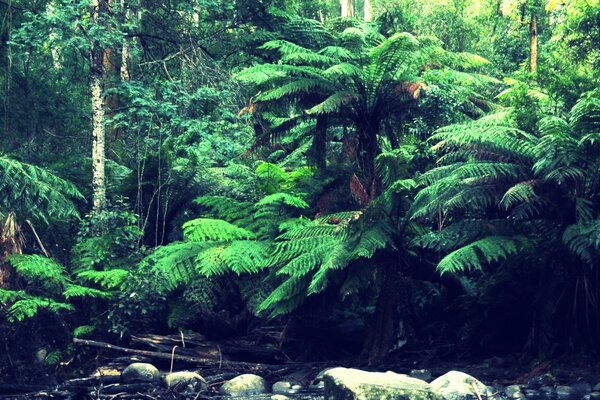 Ruisseau dans une forêt tropicale impénétrable