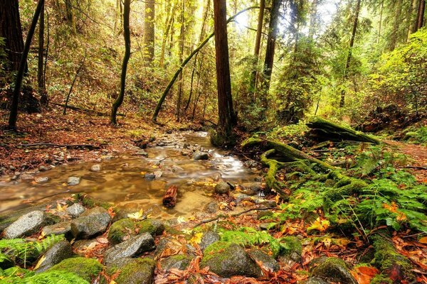 Ruisseau forestier parmi les arbres