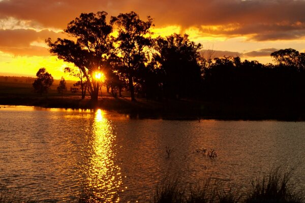 The sun sets in the evening among the trees