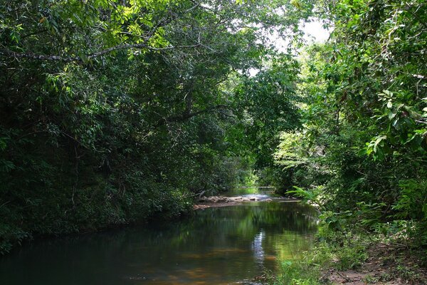 A superfície tranquila de um córrego da floresta