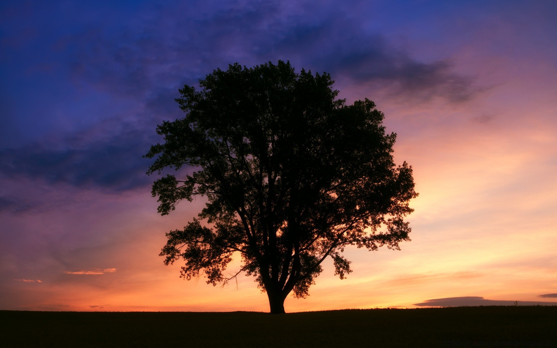 cielo alba tramonto paesaggio albero sole illuminato silhouette natura sera da solo cielo all aperto crepuscolo bel tempo