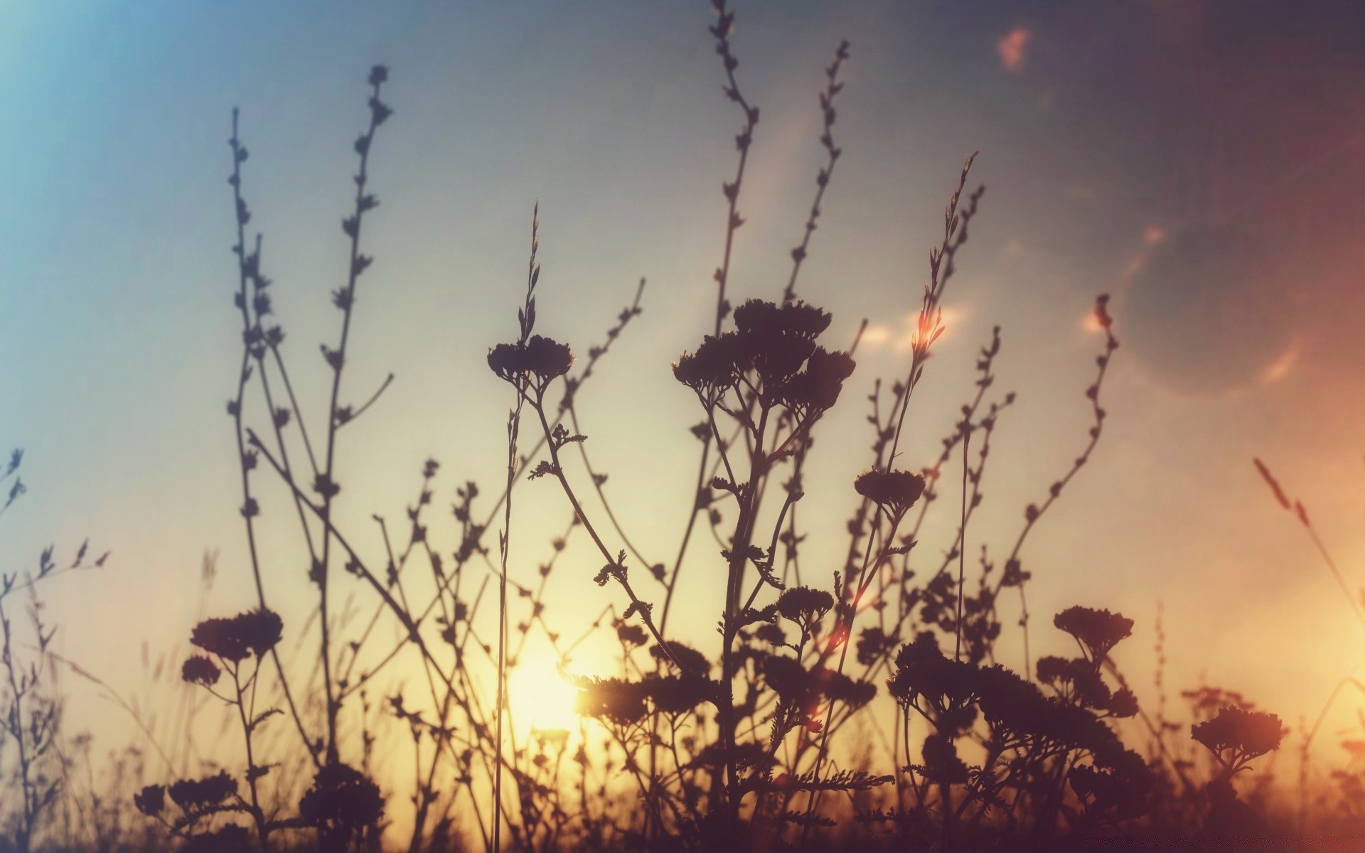 the sky sunset dawn sun nature sky silhouette backlit summer tree outdoors landscape light fair weather