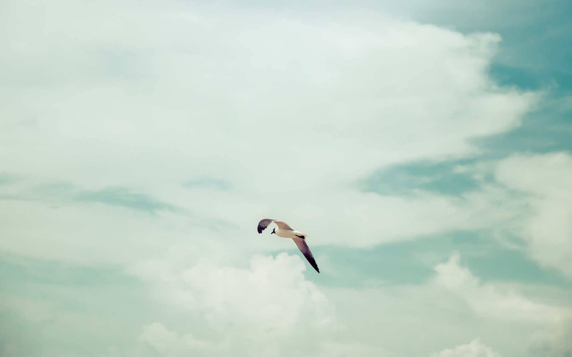 the sky sky freedom flight bird outdoors air nature wind kite summer action airplane high fair weather landscape fly daylight blue sky