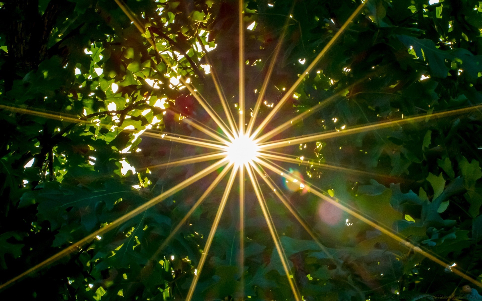 the sky bright tree color nature leaf desktop blur