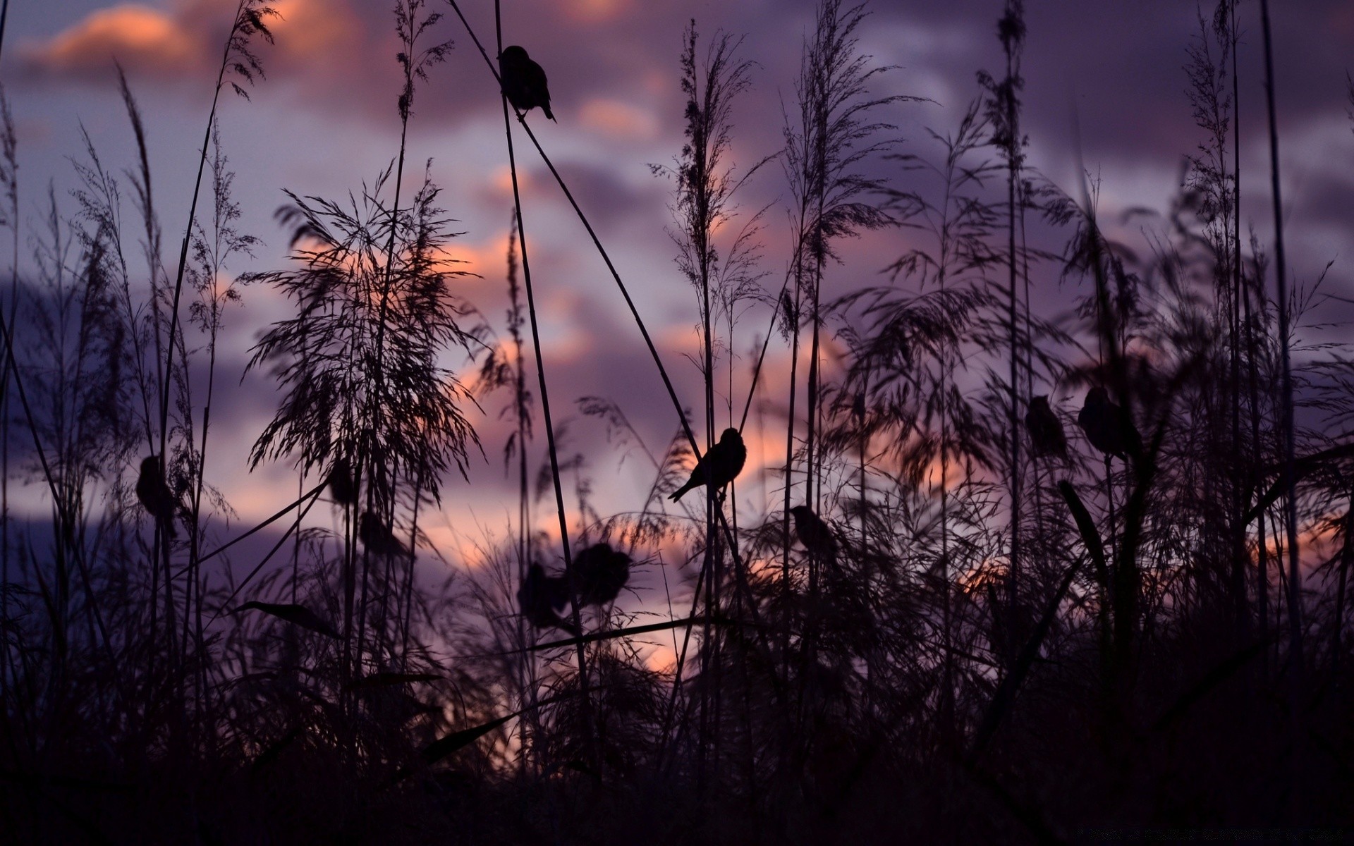 ciel coucher de soleil aube à l extérieur soleil nature silhouette crépuscule soir paysage rétro-éclairé bois beau temps ciel lumière bois