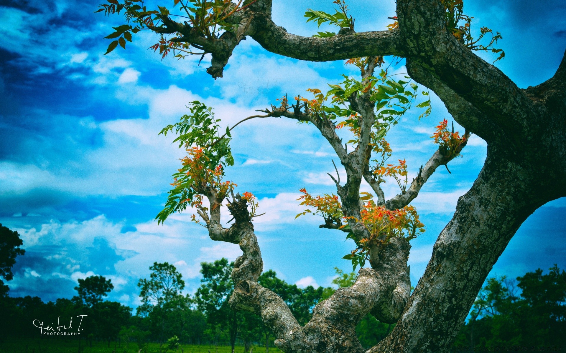 the sky tree nature leaf wood landscape branch outdoors season flora summer sky fair weather environment growth trunk fall