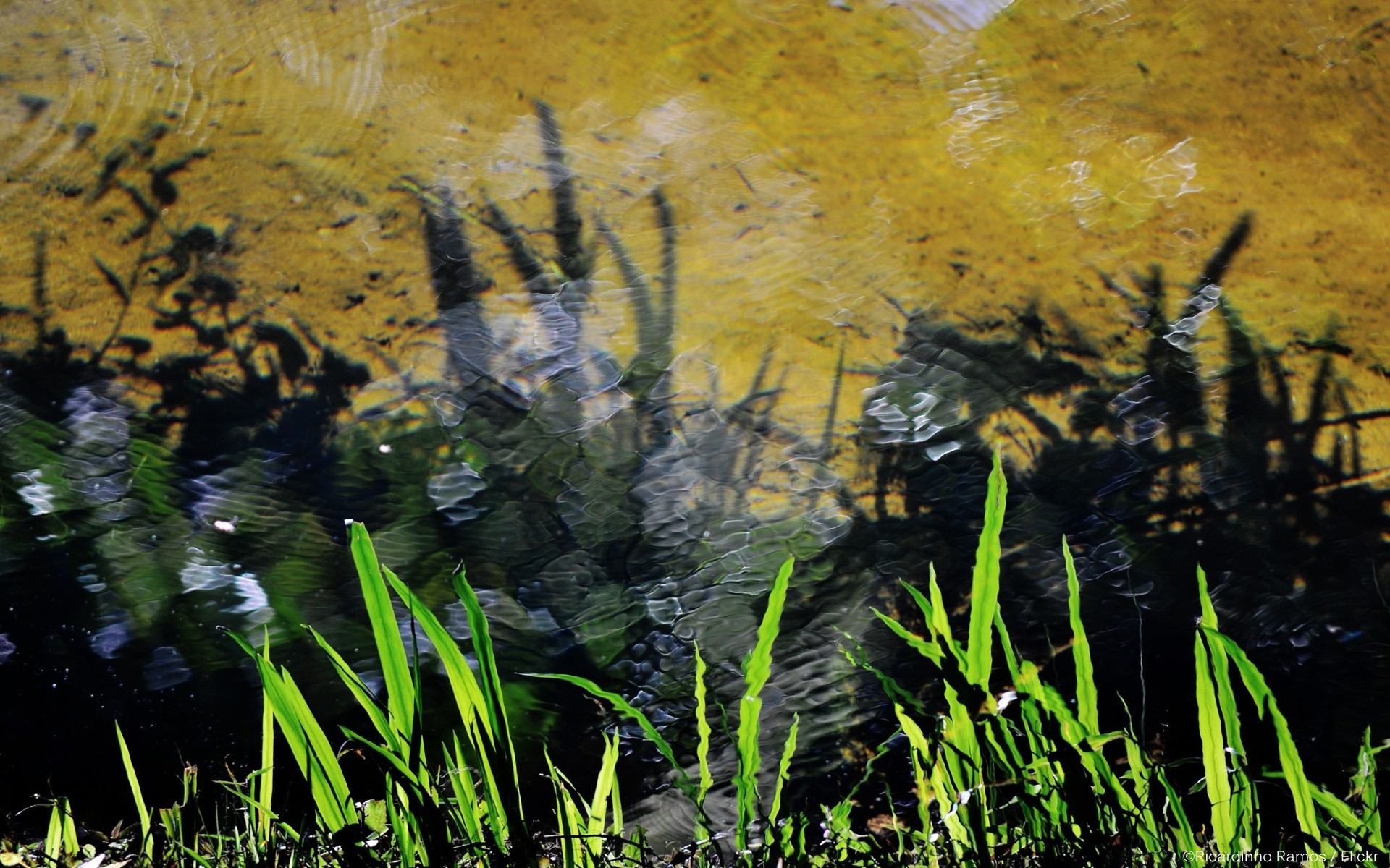 rivers ponds and streams water landscape outdoors nature desktop wood river light reflection color pool environment tree lake leaf park beautiful