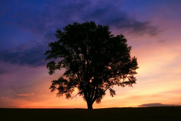 Arbre de paysage sur le ciel coucher de soleil