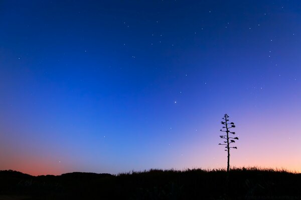 Arbre solitaire sur fond de ciel nocturne avec des étoiles