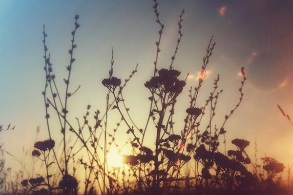 Fotos del amanecer del cielo de verano