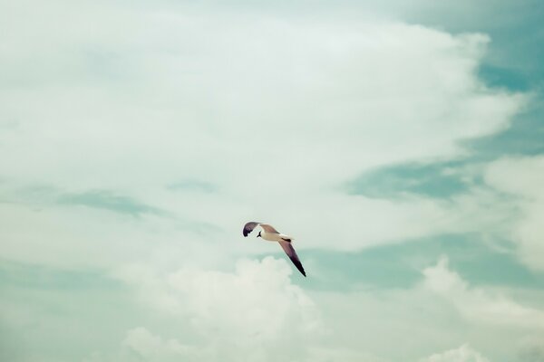 Pájaro volando alto en el cielo