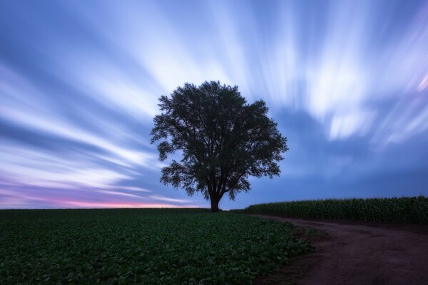 Árvore solitária no campo