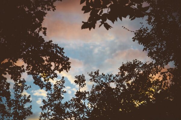 The autumn sky is visible from behind the trees