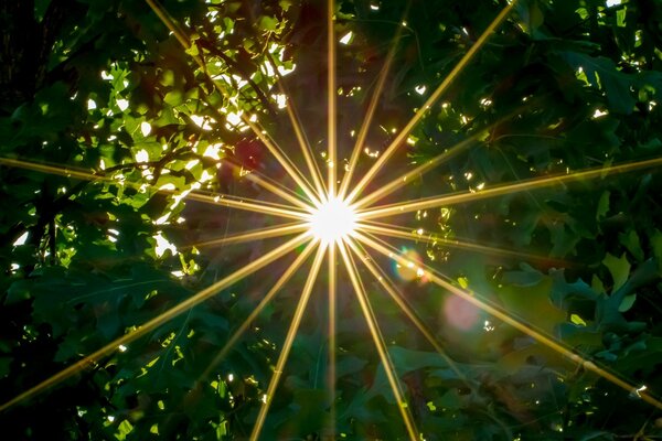 A bright ray through the foliage