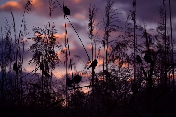 Kleine Vögel im Gras bei Sonnenuntergang