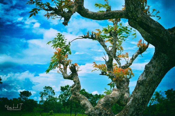 Flowering tree branches against a blue sky background