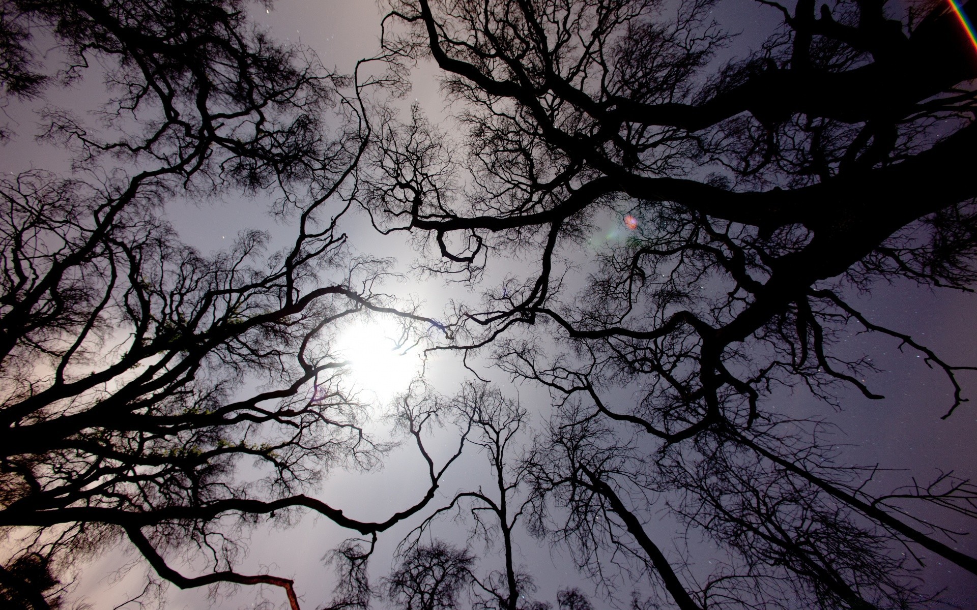 cielo árbol rama madera paisaje amanecer naturaleza otoño clima tronco niebla silueta sol moody solo niebla temporada invierno buen tiempo brillante