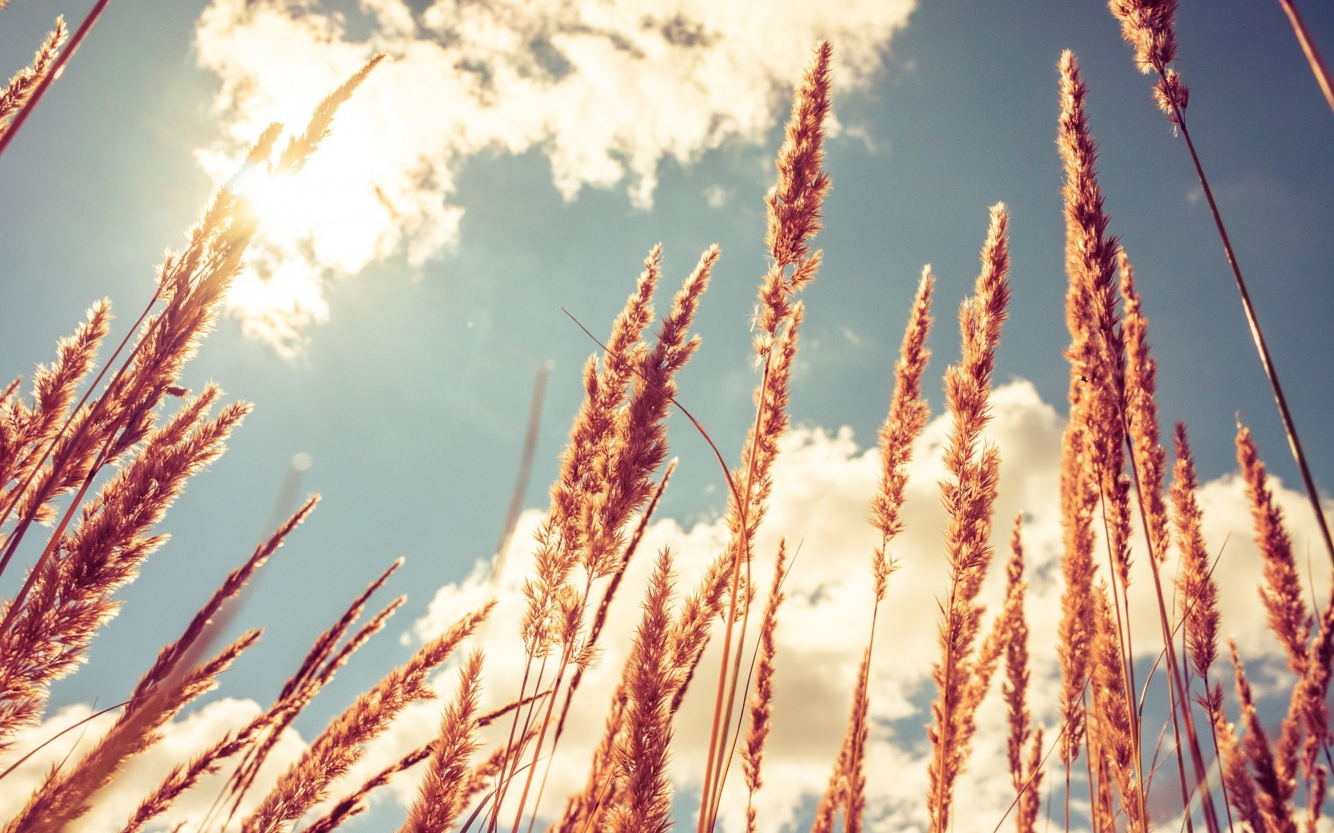 himmel natur jahreszeit hell gold im freien flocken des ländlichen sommer winter himmel sonne gutes wetter wachstum flora licht landschaft herbst