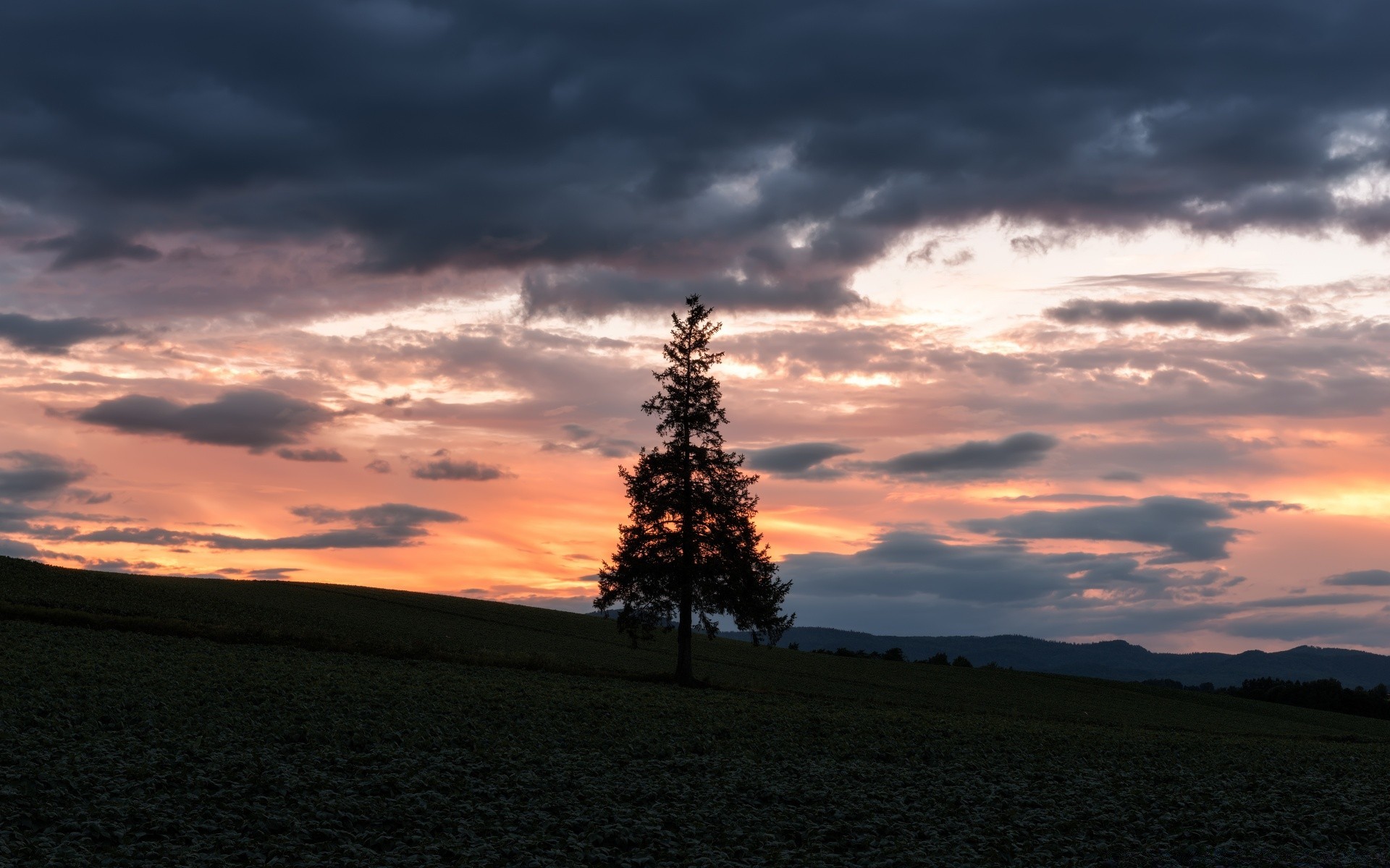 cielo tramonto paesaggio alba cielo sera crepuscolo sole all aperto albero luce natura nebbia