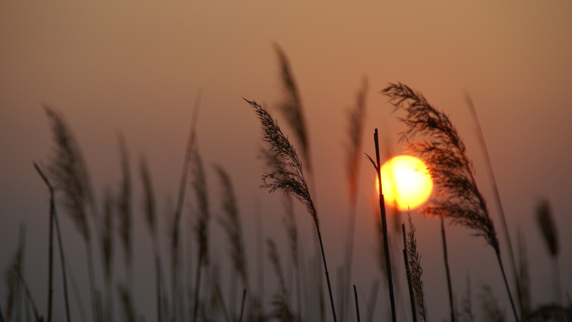 himmel sonnenuntergang sonne dämmerung weizen müsli des ländlichen natur gutes wetter gras sommer himmel reed landschaft feld licht mais abend winter roggen