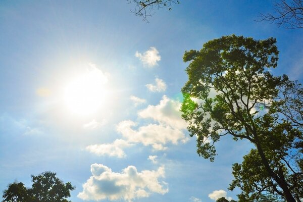 Sommer Natur. ein klarer Himmel