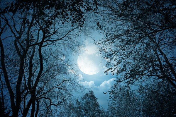 Paysage de nuit avec la lune regardant à travers les nuages