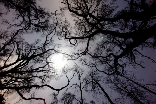 Cielo corona de árboles sol naturaleza