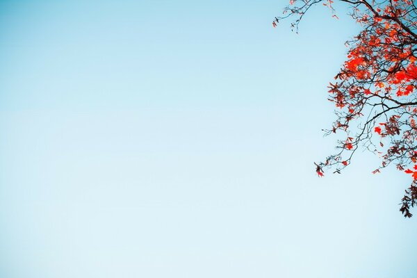 Mahogany against blue sky