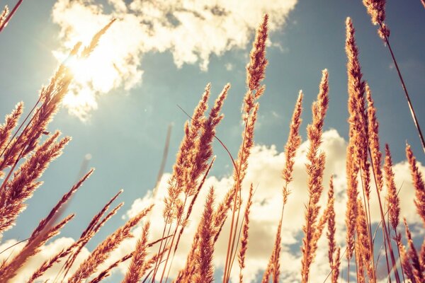 Die Erntezeit des goldenen Weizens