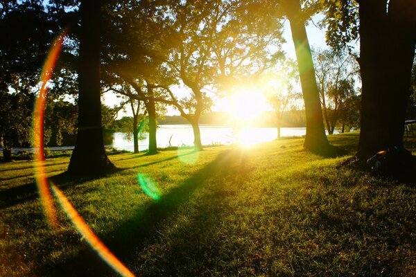 Luce intensa nel parco tra gli alberi