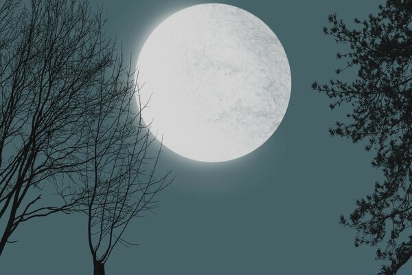 The moon ball illuminates the night forest