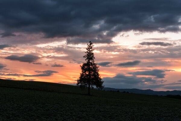 Weihnachtsbaum Silhouette bei Sonnenuntergang